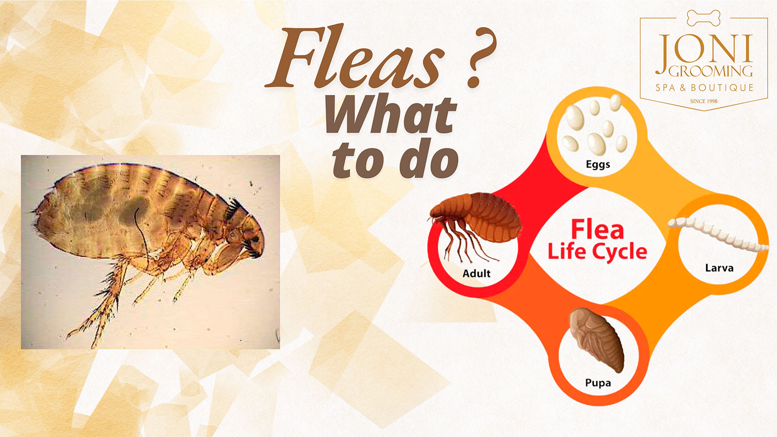 Fleas on Dogs and Cats