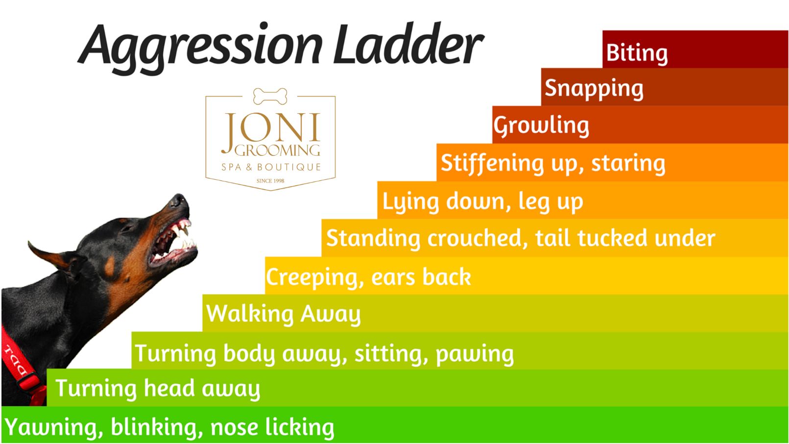Understading Dog Behavior: A Guide For Pet Owners